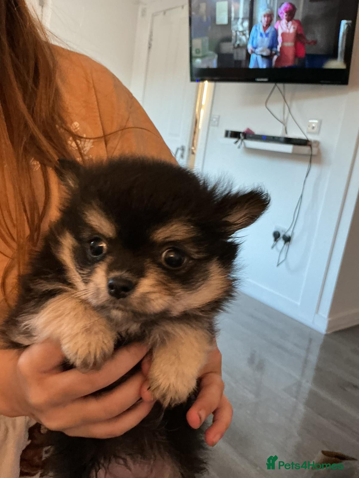 Pomchi dogs Pomchi puppies - Advert 8