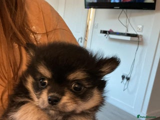 Pomchi dogs Pomchi puppies - Advert 13