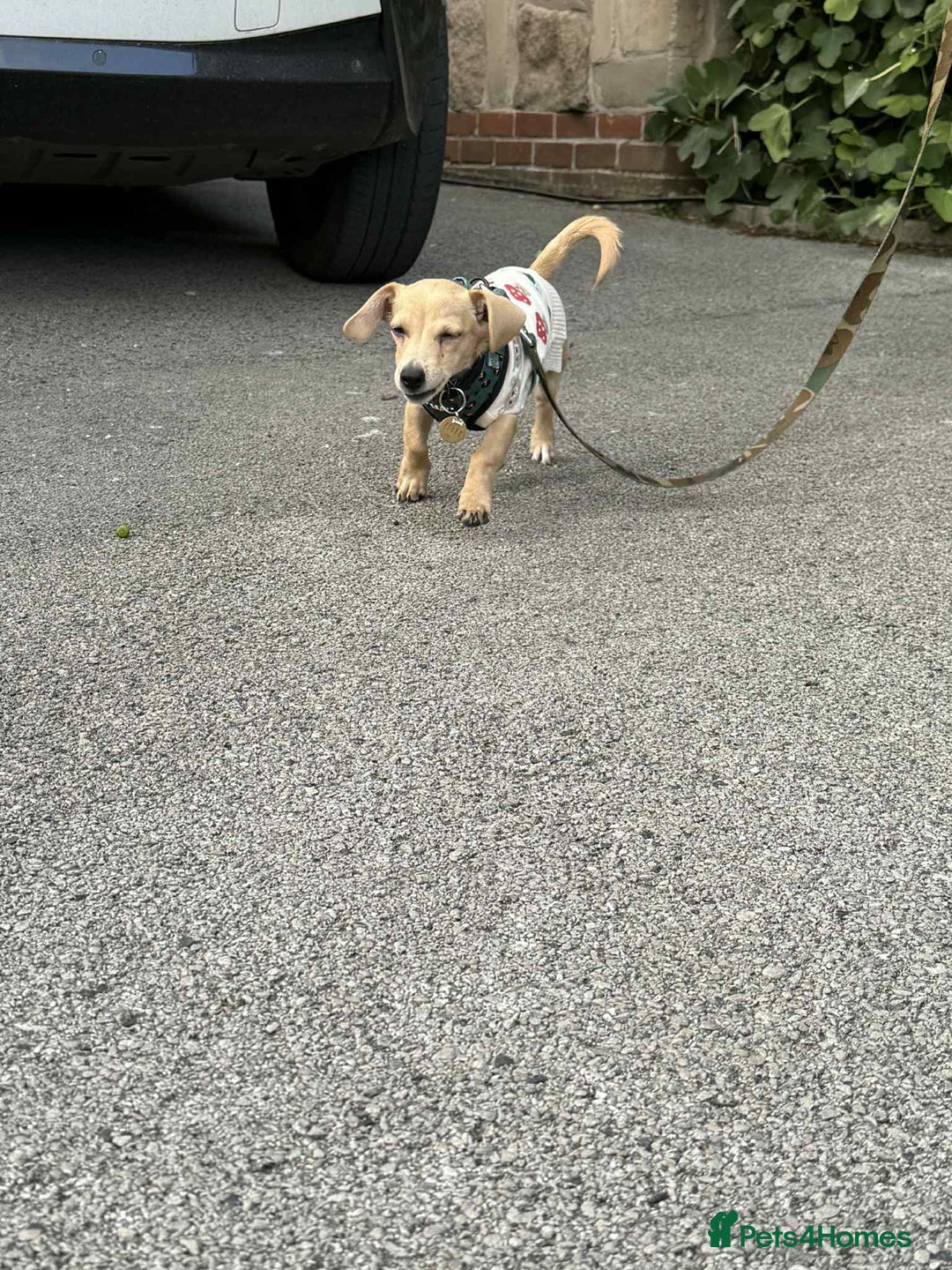 Mixed Breed dogs for adoption: Rusty the tiny cuddle monster  - Image 6