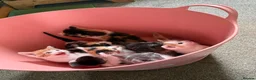 Mixed Breed cats for sale: BEAUTIFUL KITTENS in Cullompton - Advert 9