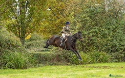 English Thoroughbred horses for sale: X2 safe stunning geldings alrounders - Image 25