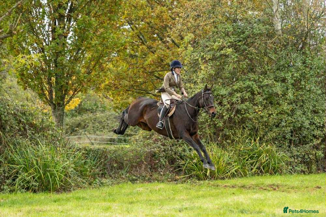 English Thoroughbred horses for sale: X2 safe stunning geldings alrounders - Image 25