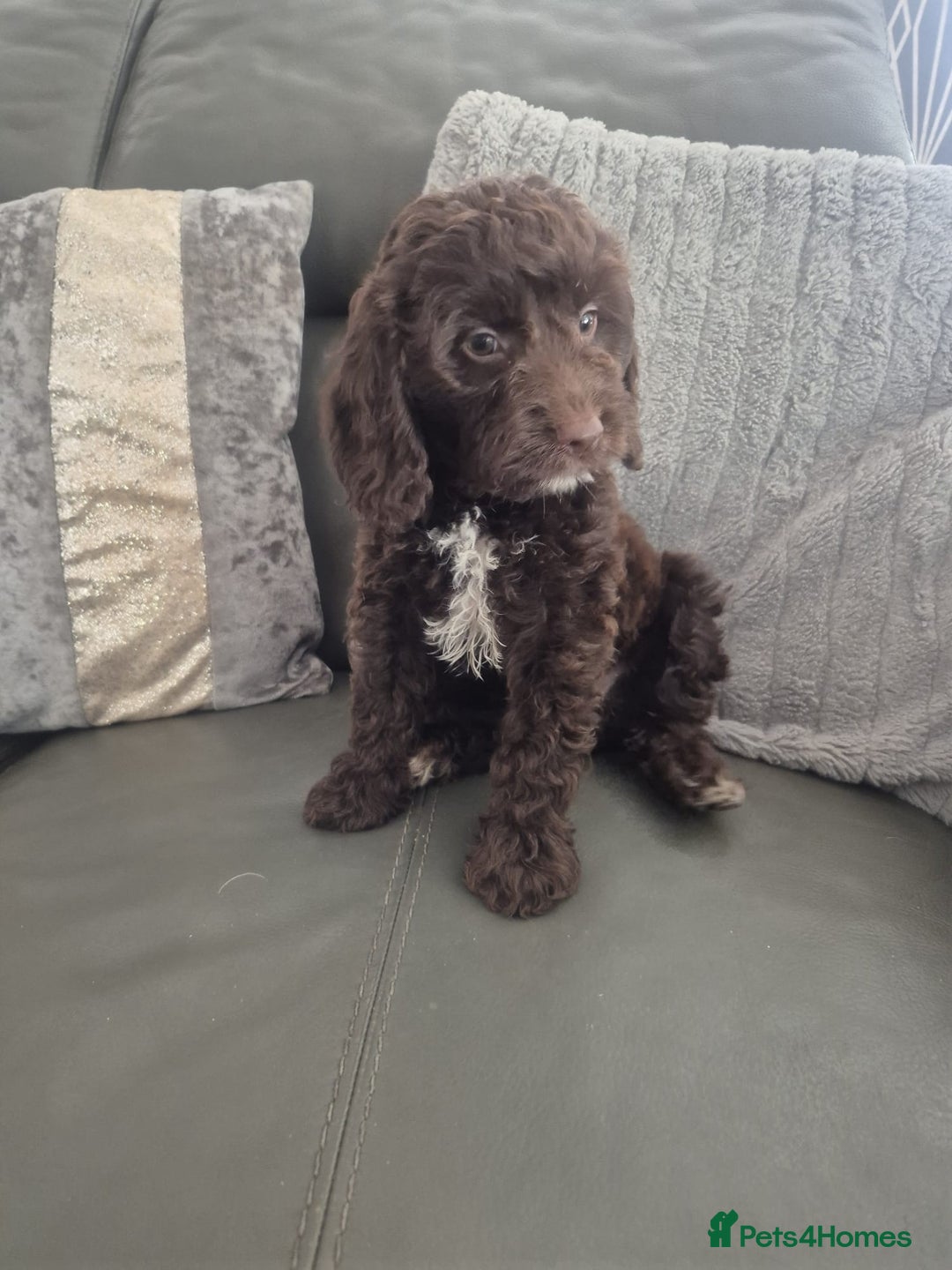 Cockapoo dogs for sale: F1 cockapoo - Ready Now - Image 7