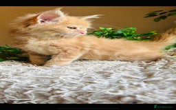 Maine Coon cats for sale: Beautiful GCCF Maine Coon kittens - Advert 20