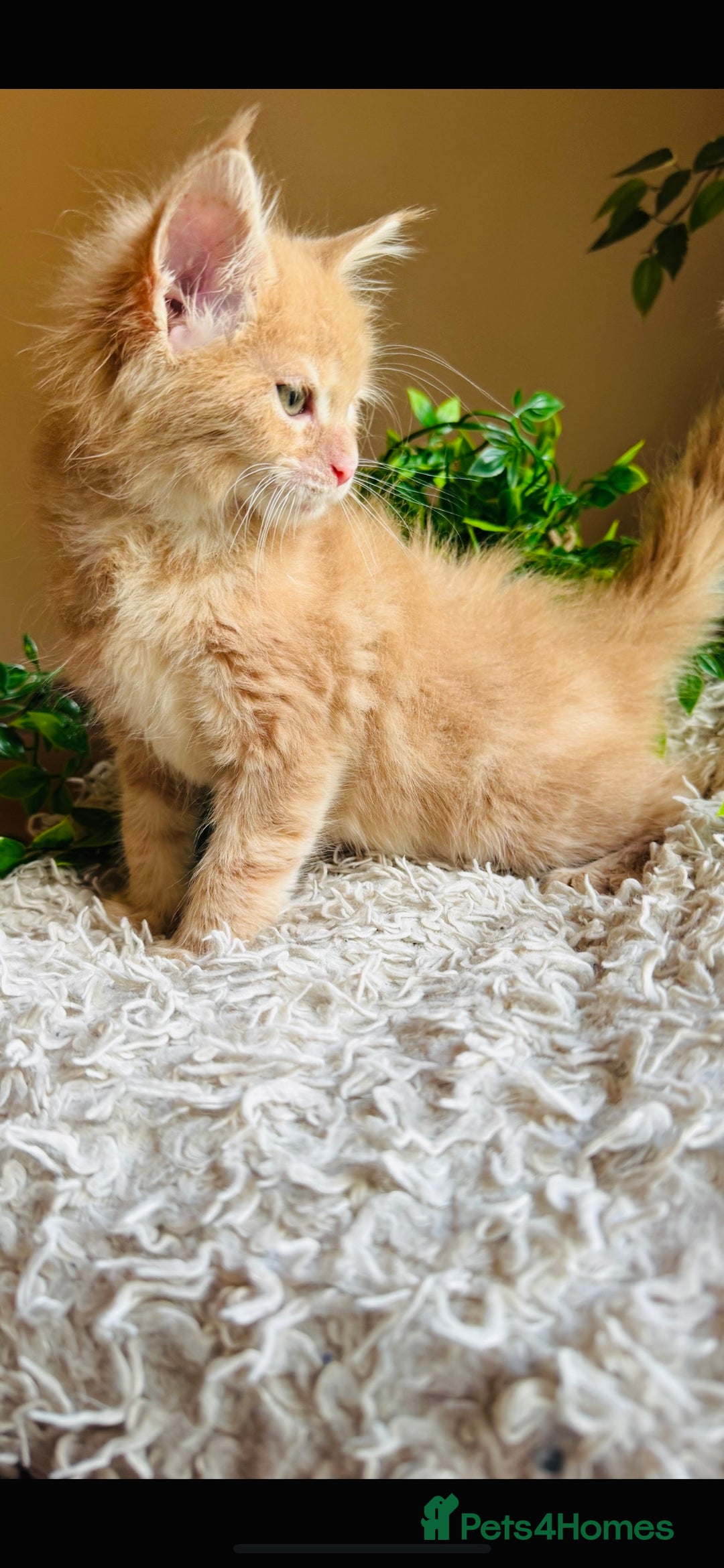 Maine Coon cats for sale: Beautiful GCCF Maine Coon kittens - Advert 20
