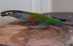 Conures birds for sale: Red Bellied Conure - Image 4