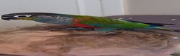 Conures birds for sale: Red Bellied Conure - Advert 4