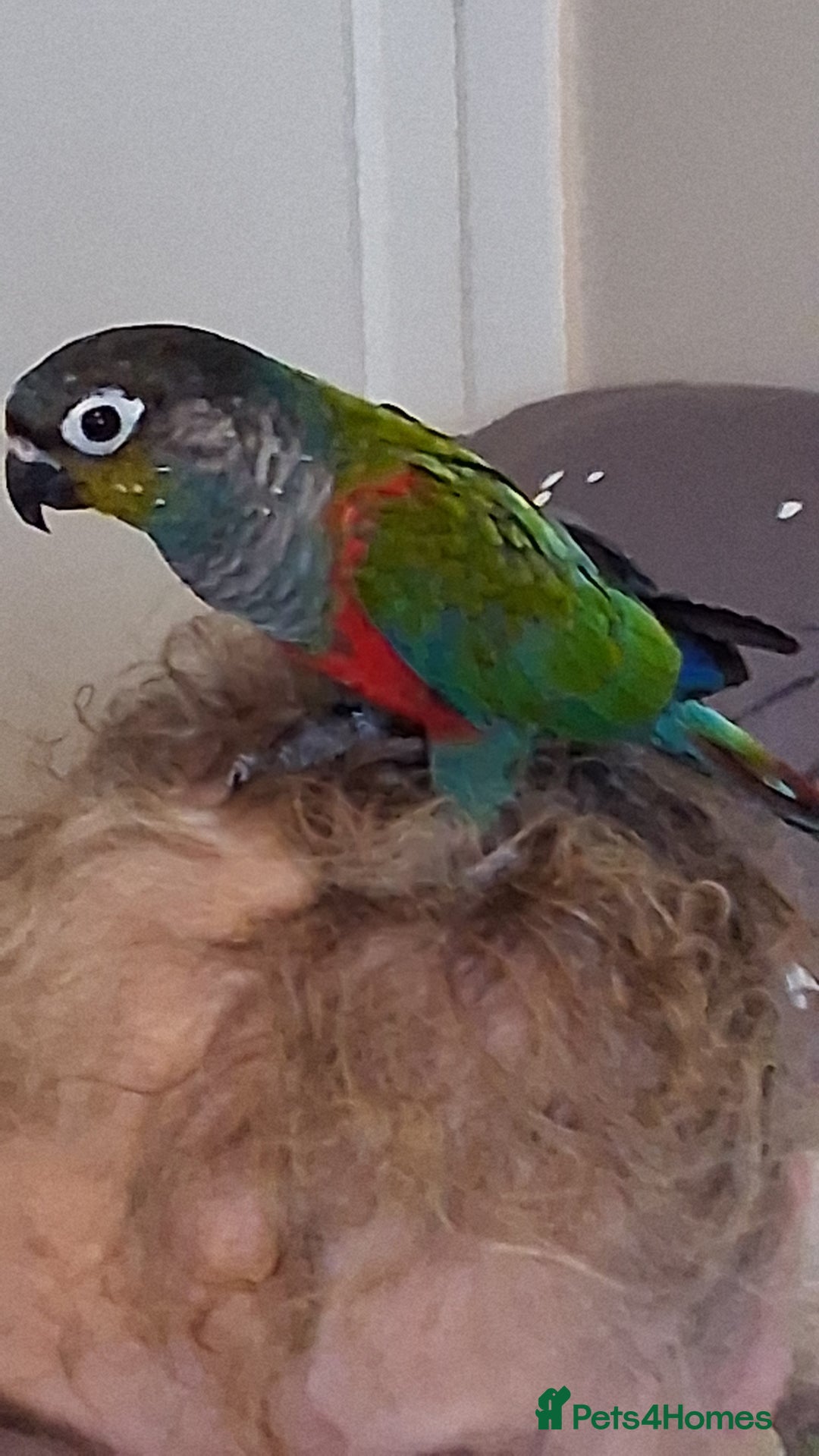 Conures birds for sale: Red Bellied Conure - Image 4