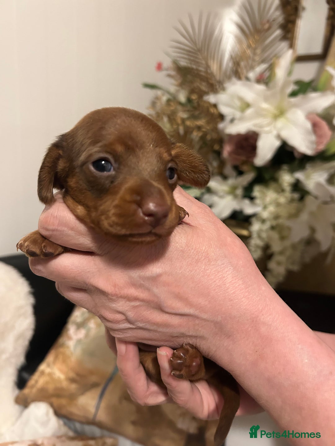Miniature Dachshund dogs for sale: Kennel club registered litter of 4 pups - Image 5