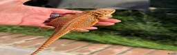 Bearded Dragon reptiles for sale: Red bearded dragon babies - ready for collection! in London - Advert 11
