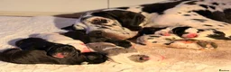 Great Dane dogs for sale: Great Danes puppies  - Advert 8