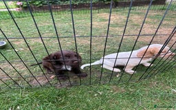 Mixed Breed dogs for sale: Sprocker spaniels - Image 4
