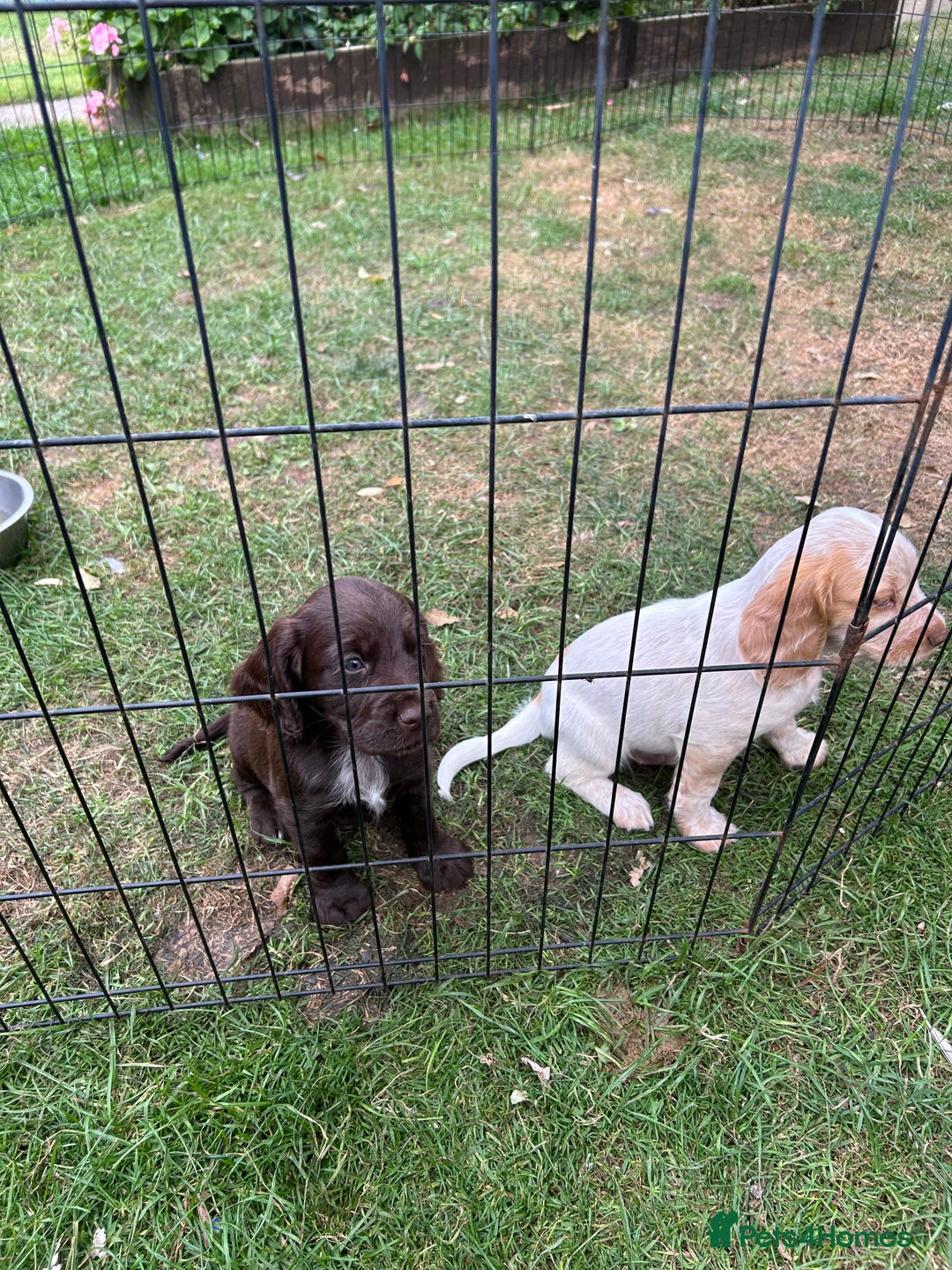 Mixed Breed dogs for sale: Sprocker spaniels - Image 4