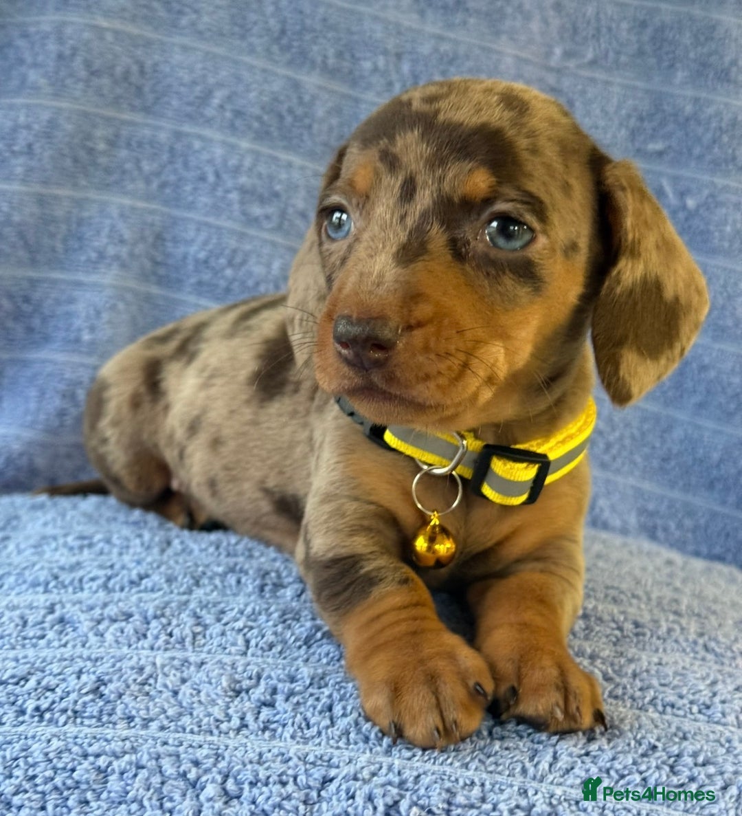 Miniature Dachshund dogs for sale: KC Reg Miniature Dachshund Puppies  - Advert 12
