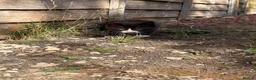 Ragdoll cats for sale: Ragdoll x DSH  - Advert 3