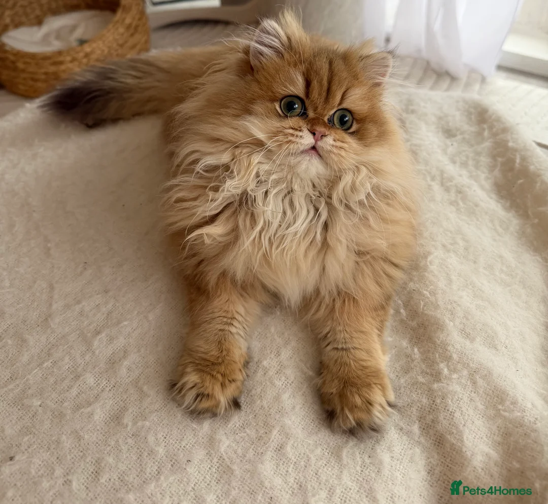 British Longhair cats for sale: Sold Amazing British Longhair Golden kitten - Advert 16