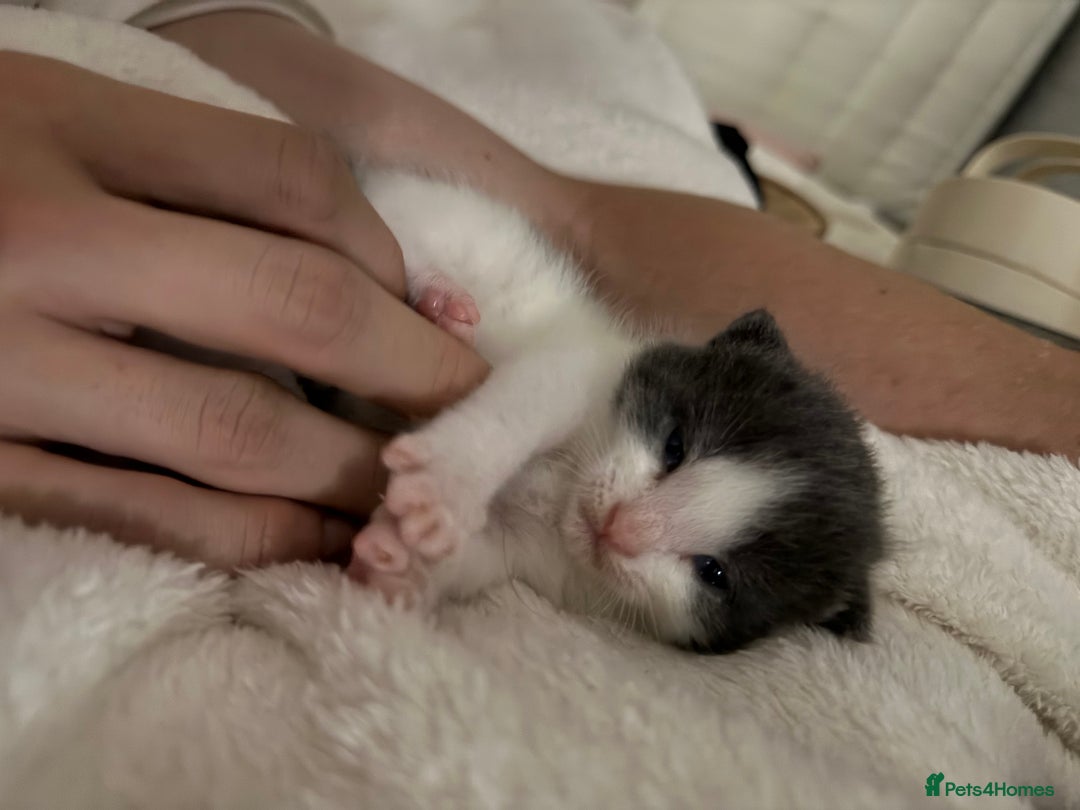 Mixed Breed cats for sale: UPDATED PHOTOS *4 beautiful kittens for sale  - Image 2
