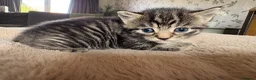 Domestic Shorthair cats for sale: STUNNING KITTENS  in Bristol - Advert 6
