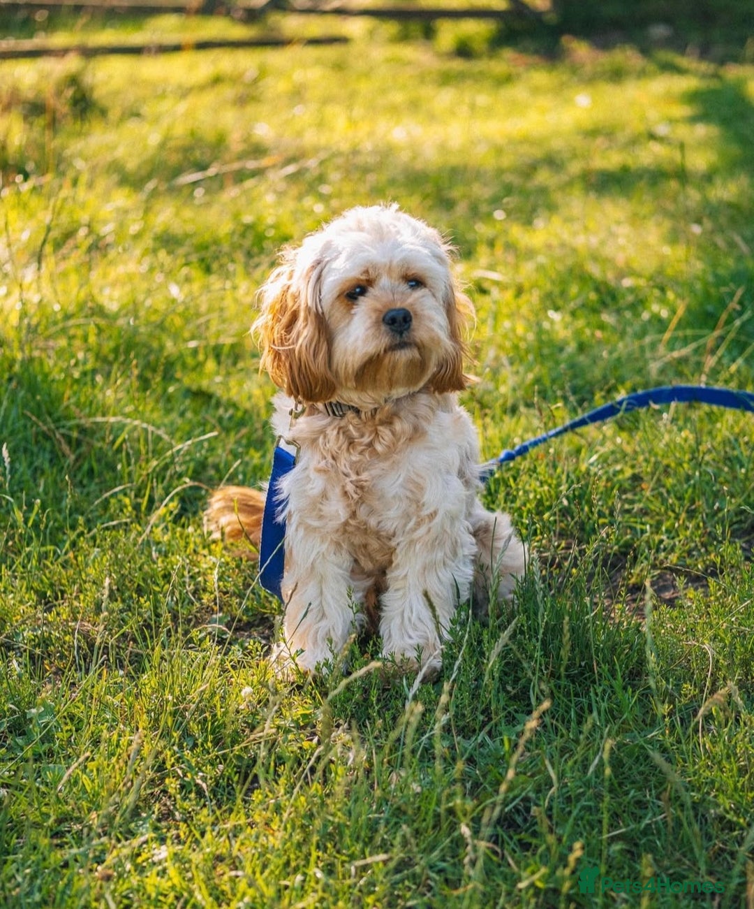 Cavapoo dogs for sale: Toy Cavapoo Puppies - litter of 8. - Advert 1