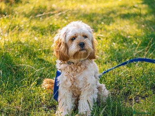 Cavapoo dogs Toy Cavapoo Puppies - litter of 8. - Advert 1