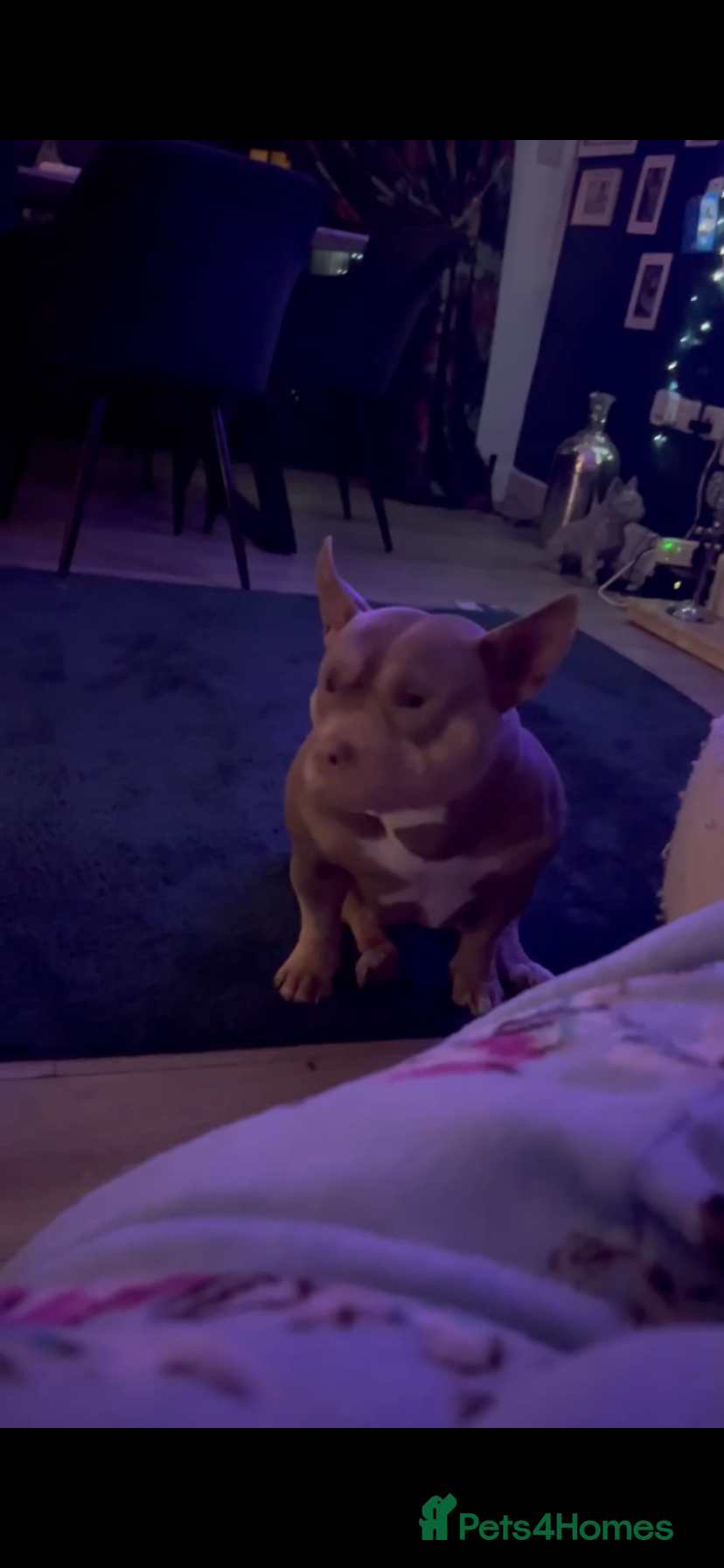 Pocket bully 