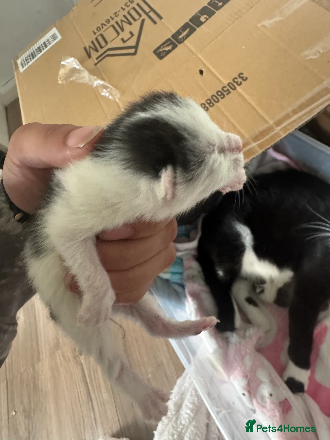 British Shorthair cats for sale: Newborn Kittens in Bradford - Advert 2