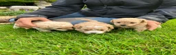 Jackapoo dogs for sale: Adorable jackapoo puppies - Advert 1