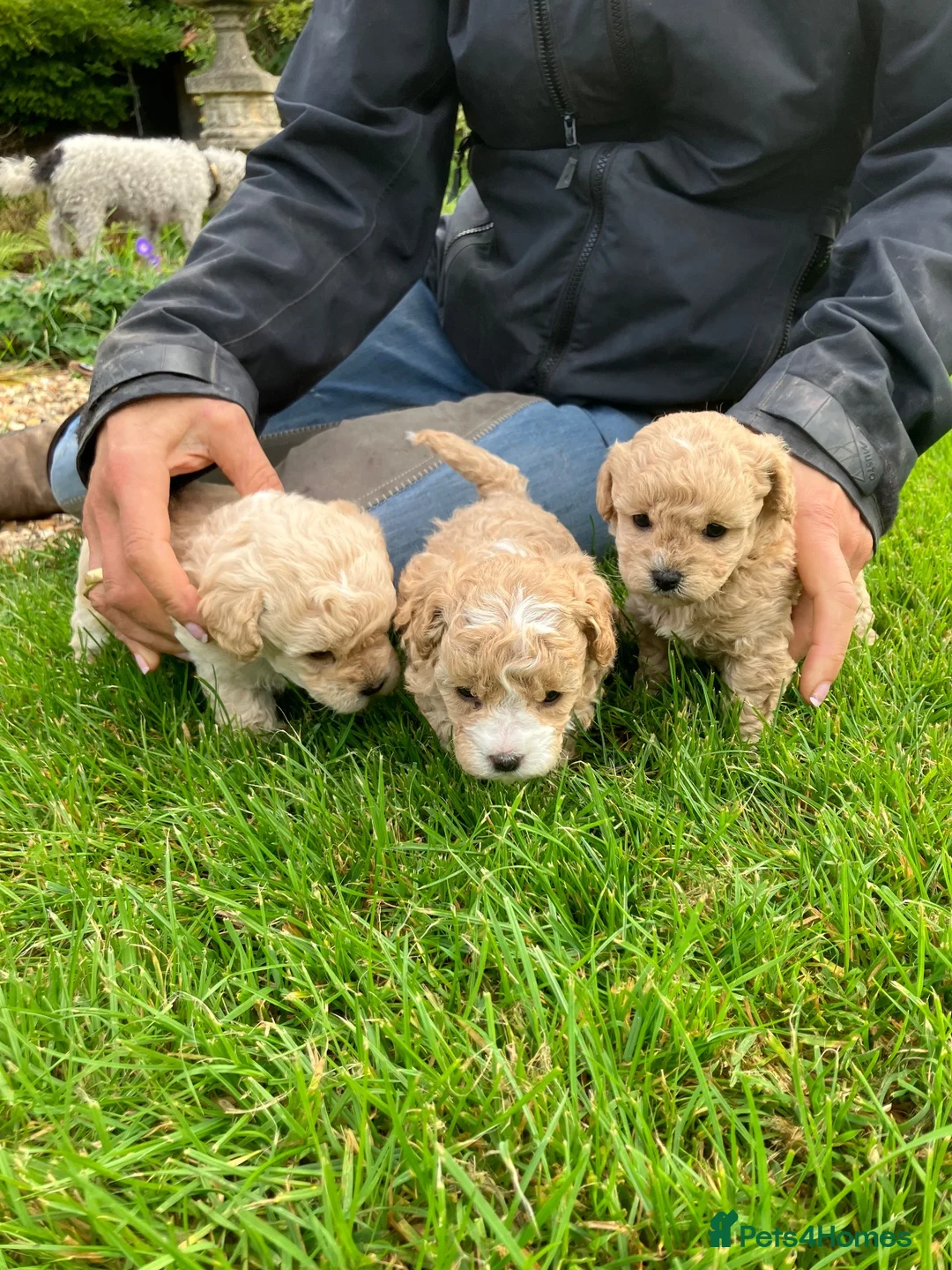 Jackapoo dogs for sale: Adorable jackapoo puppies - Advert 1