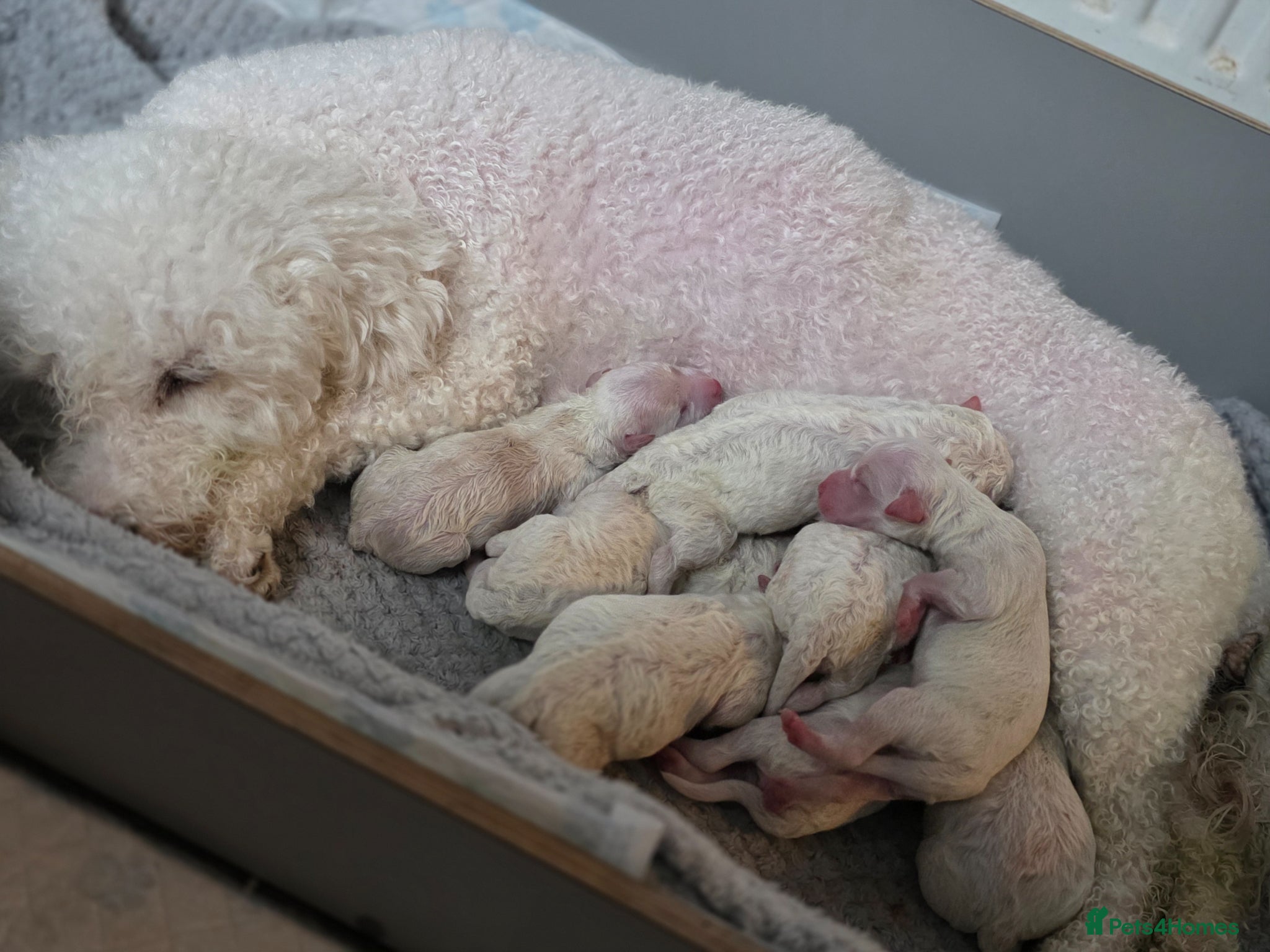 Bichon Frise dogs BICHON FRISE puppys  - Advert 8