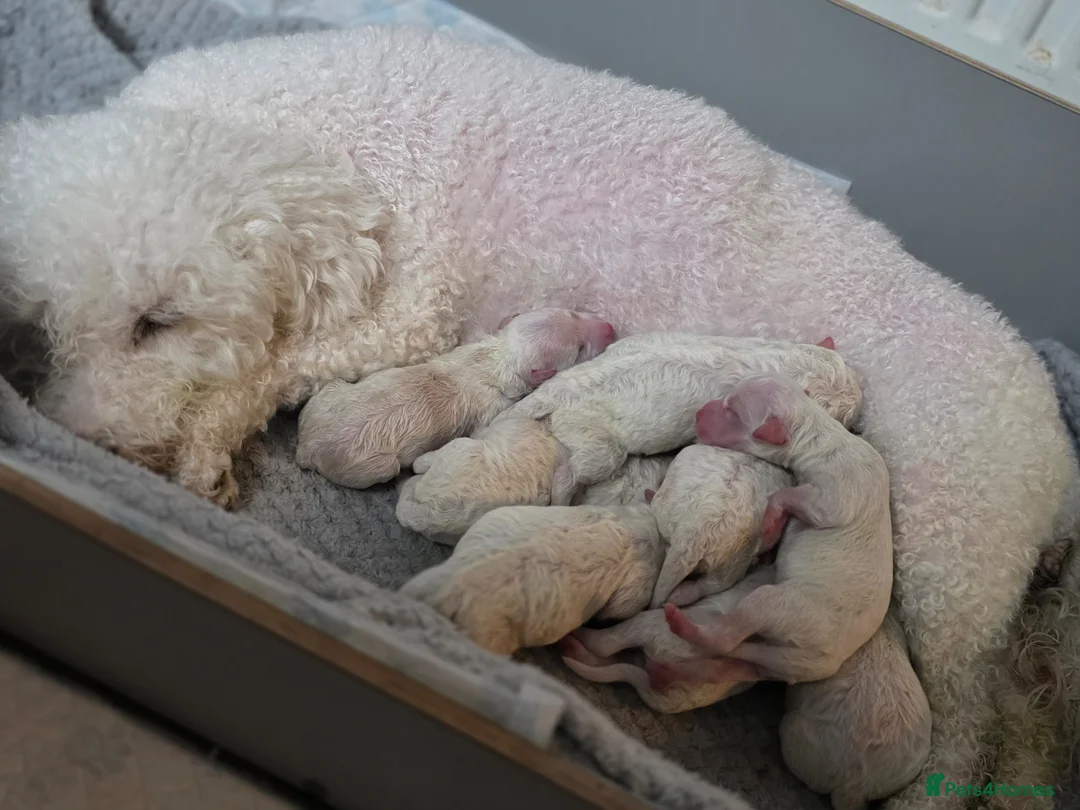 Bichon Frise dogs for sale: BICHON FRISE puppys  - Advert 1