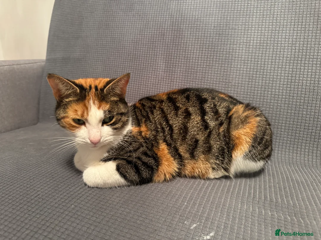 British Shorthair cats for sale: Cute cat - Advert 6