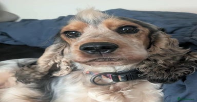 Cocker Spaniel dogs - Advert 13