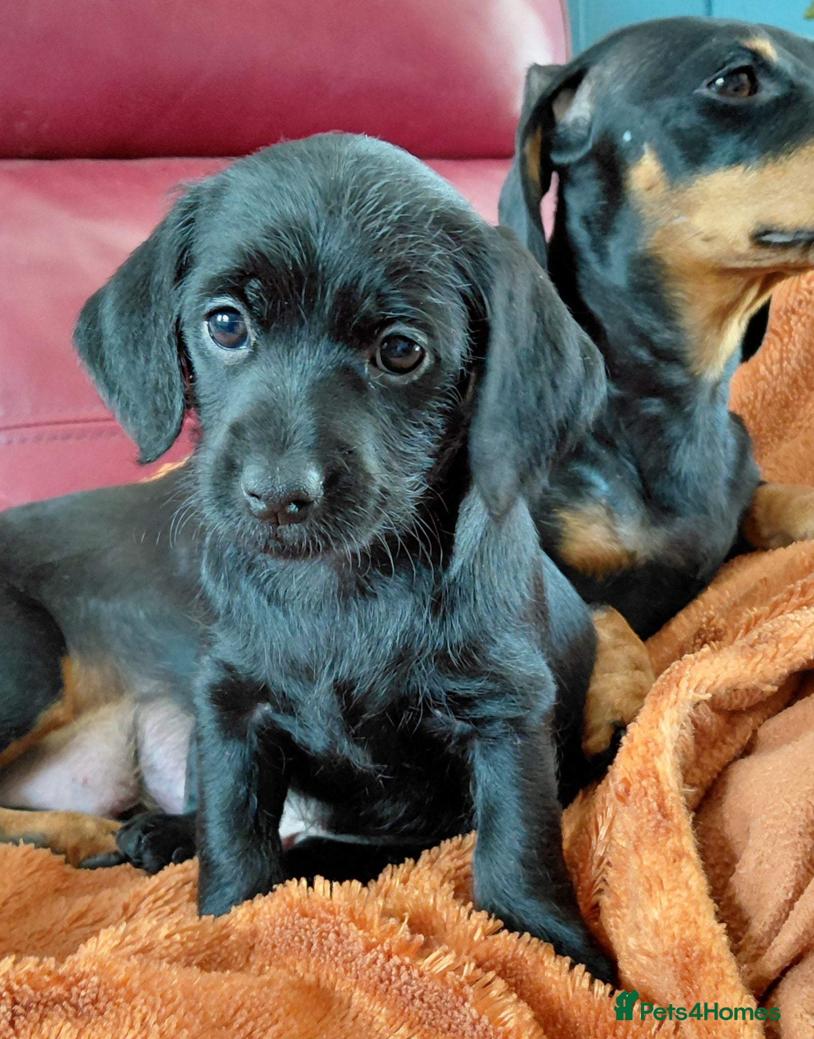 Doxiepoo dogs Doxiepoo f1 black girl - Advert 1