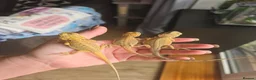 Bearded Dragon reptiles for sale: Baby Bearded Dragons - Advert 8