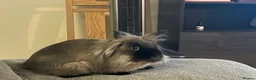Lionhead rabbits for sale: Lionhead bro & sis - Advert 2