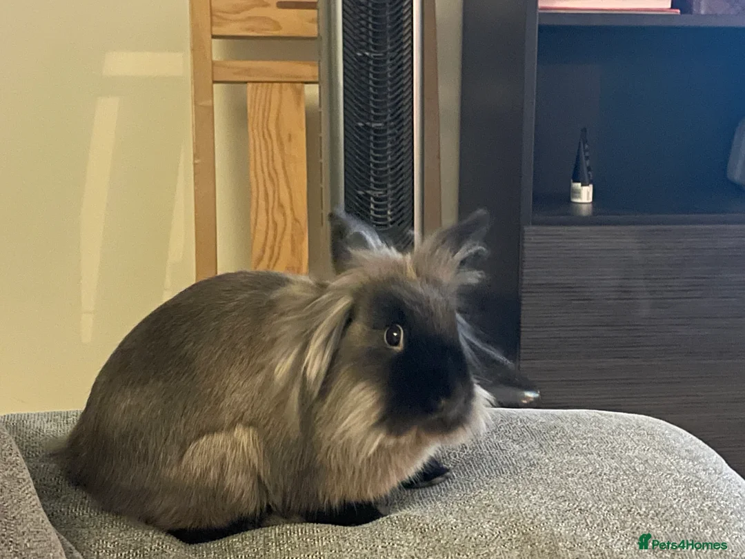 Lionhead rabbits for sale: Lionhead bro & sis - Advert 2