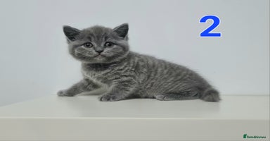 British Shorthair cats - Advert 9