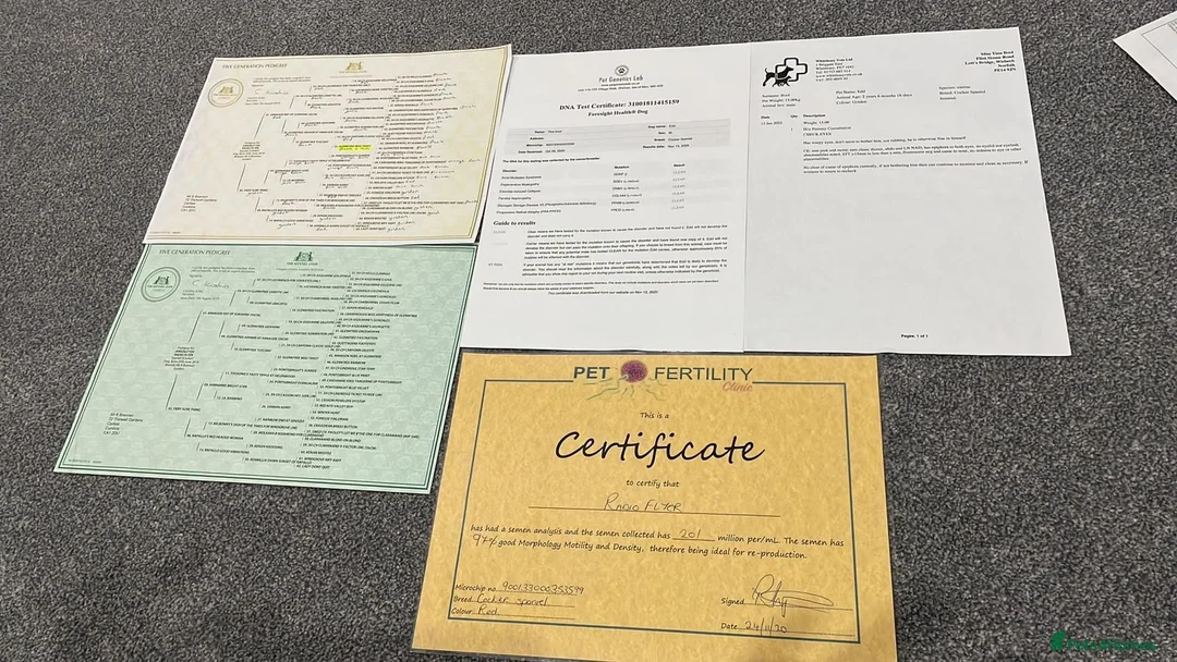 Cocker Spaniel dogs for sale: OUTSTANDING ADORABLE SHOW TYPE COCKER SPANIEL  - Advert 38