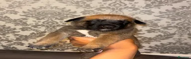 Sarge (black collar)