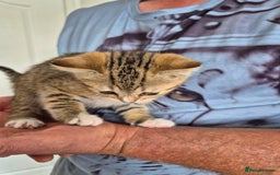 Selkirk Rex cats for sale: Pedigree Selkirk rex  kittens ready now  in Burnham-on-Sea - Image 26