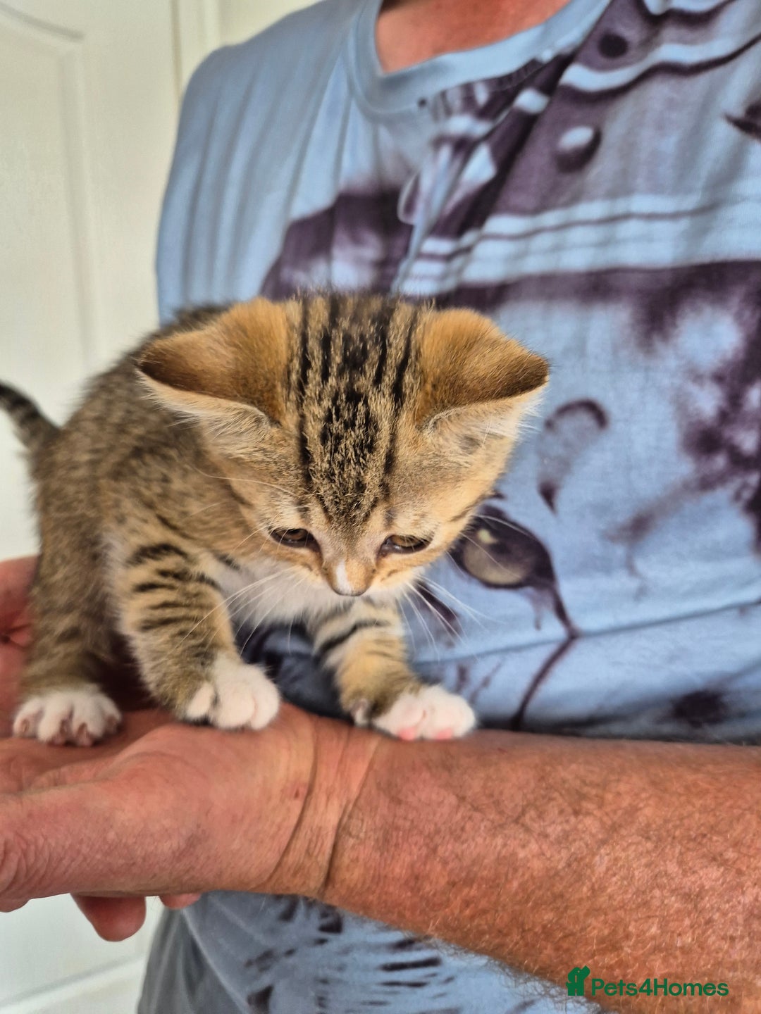 Selkirk Rex cats for sale: Pedigree Selkirk rex  kittens ready now  in Burnham-on-Sea - Image 26