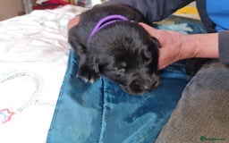 German Shepherd dogs for sale: 1 very large  longhaired Black gsd male . in Lockerbie - Image 13