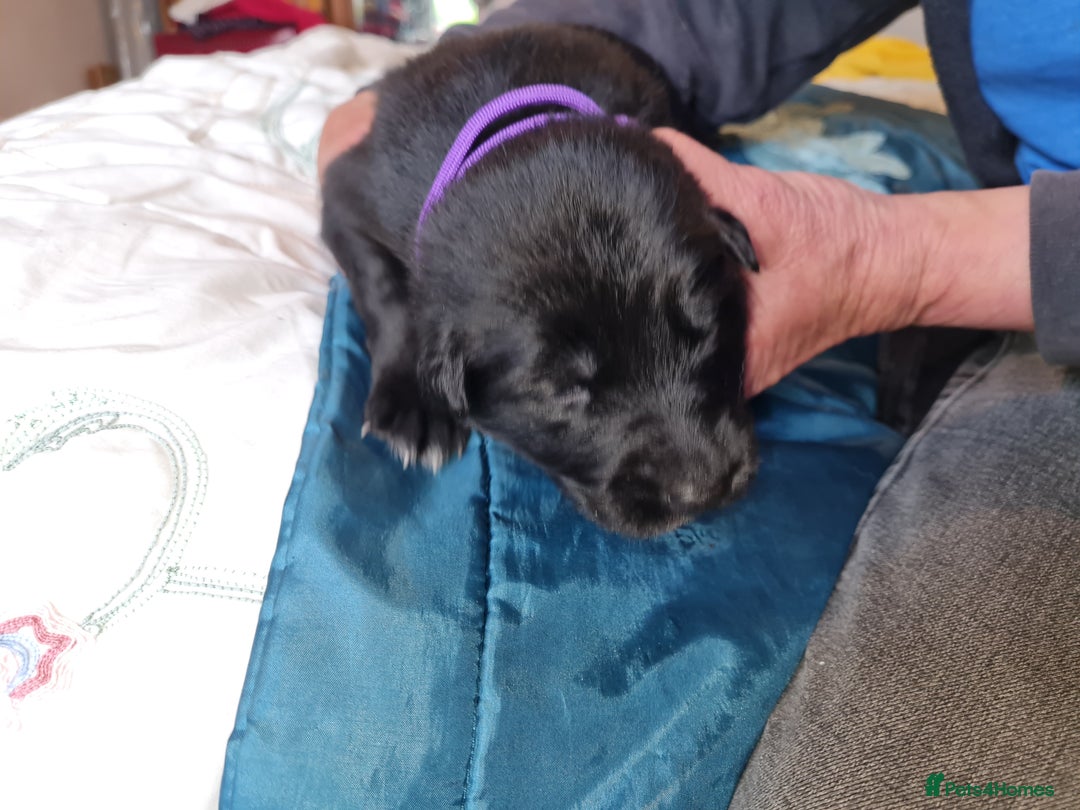 German Shepherd dogs for sale: 1 very large  longhaired Black gsd male . in Lockerbie - Image 13