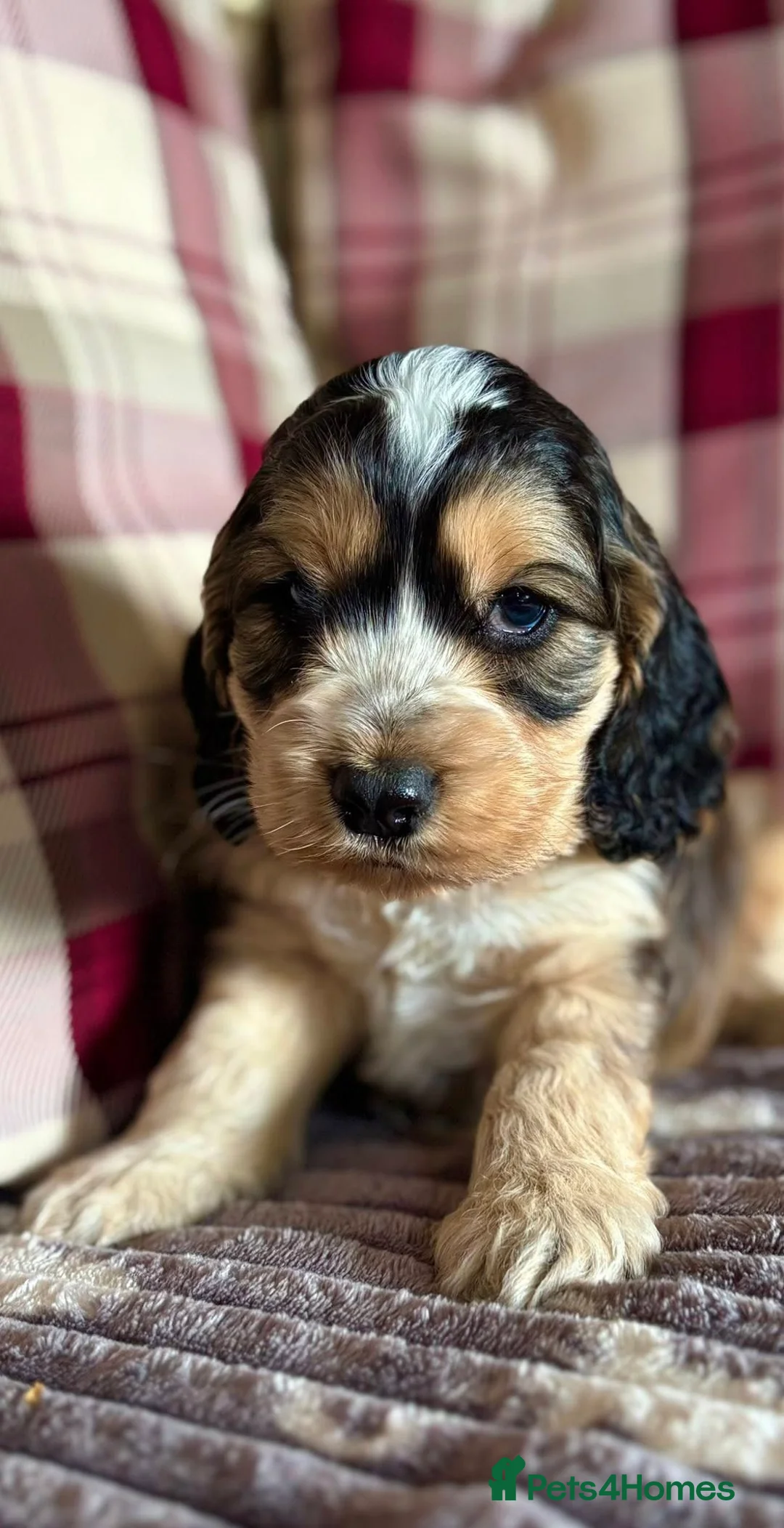 Cockapoo dogs for sale: F1b Cockapoos  - Advert 1