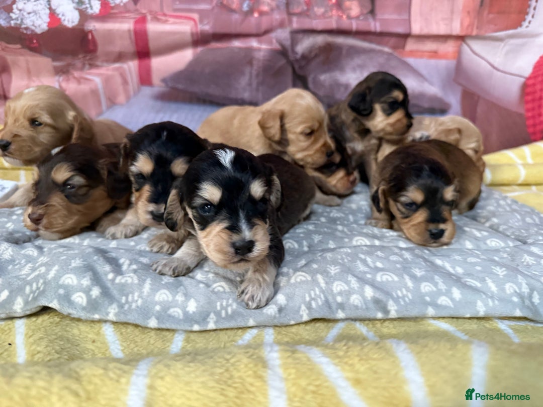 Labradoodle dogs for sale: Unique Stunning miniature doodles - Advert 7