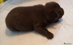 Patterdale Terrier dogs for sale: 2 beautiful female Patterdale pups  - Image 9