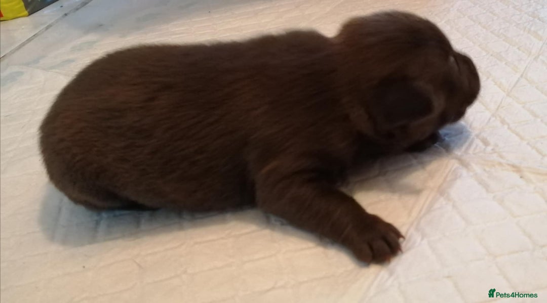 Patterdale Terrier dogs for sale: 2 beautiful female Patterdale pups  - Image 9