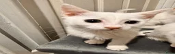 Mixed Breed cats for sale: Pure white kittens - Advert 6