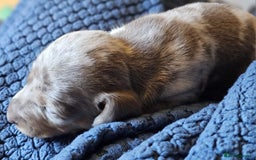 Dachshund dogs for sale: Isabella Dapple Dachshund Puppies - Advert 37