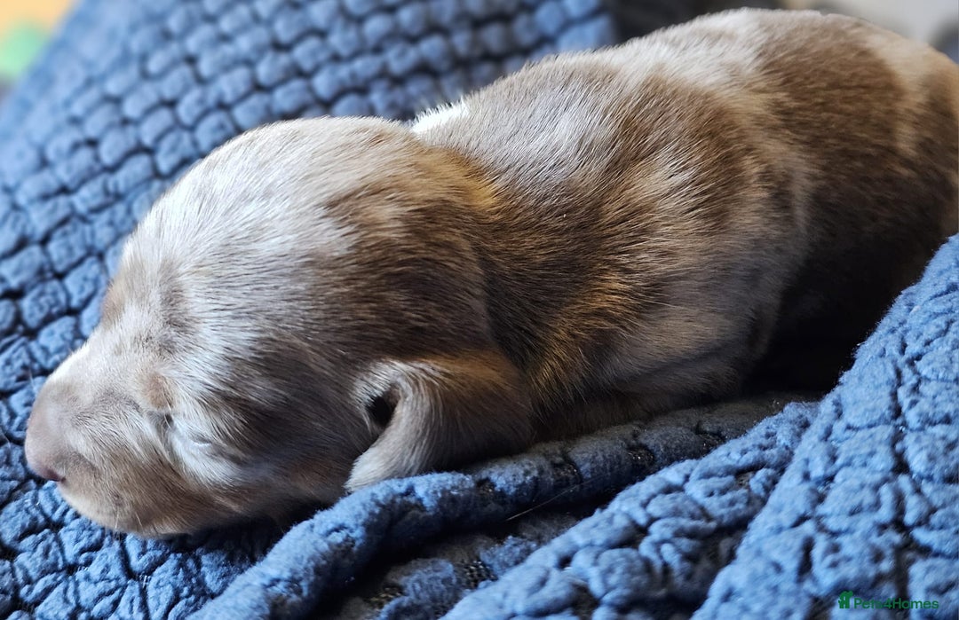 Dachshund dogs for sale: Isabella Dapple Dachshund Puppies - Advert 37